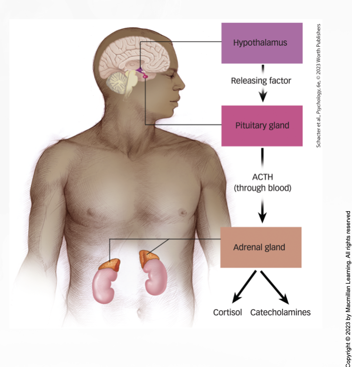 <ul><li><p>Emotional and physiological reaction to an emergency that increases readiness for action</p></li><li><p>ACTH travels through the bloodstream to activate the adrenal glands to release catecholamines and cortisol </p></li></ul><p></p>