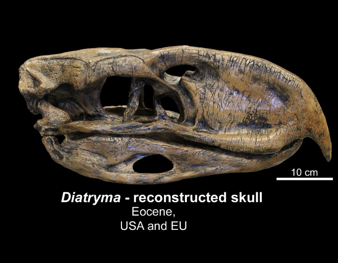 <p>Aves - Diatryma </p><ul><li><p>Eocene  </p></li><li><p>USA</p></li></ul><p></p>