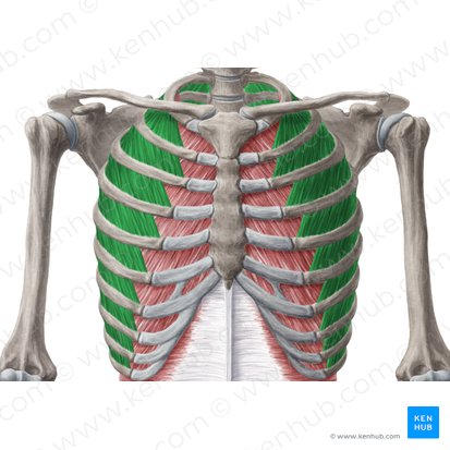 <p>What muscle is this? (in green color)</p>