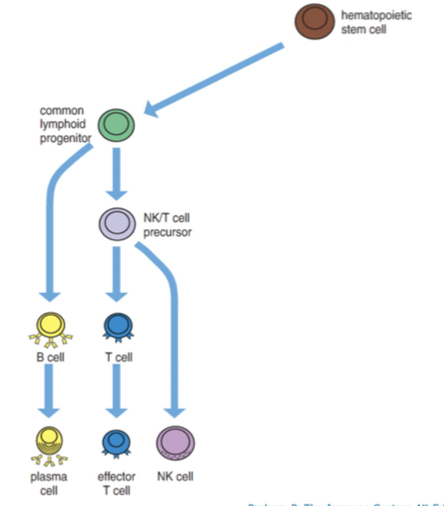 <p>Lymphoid progenitors → B cells, T cells and NK cells</p><p>Activation (by infection) B cells → plasma cells and T wells → effector cells </p>