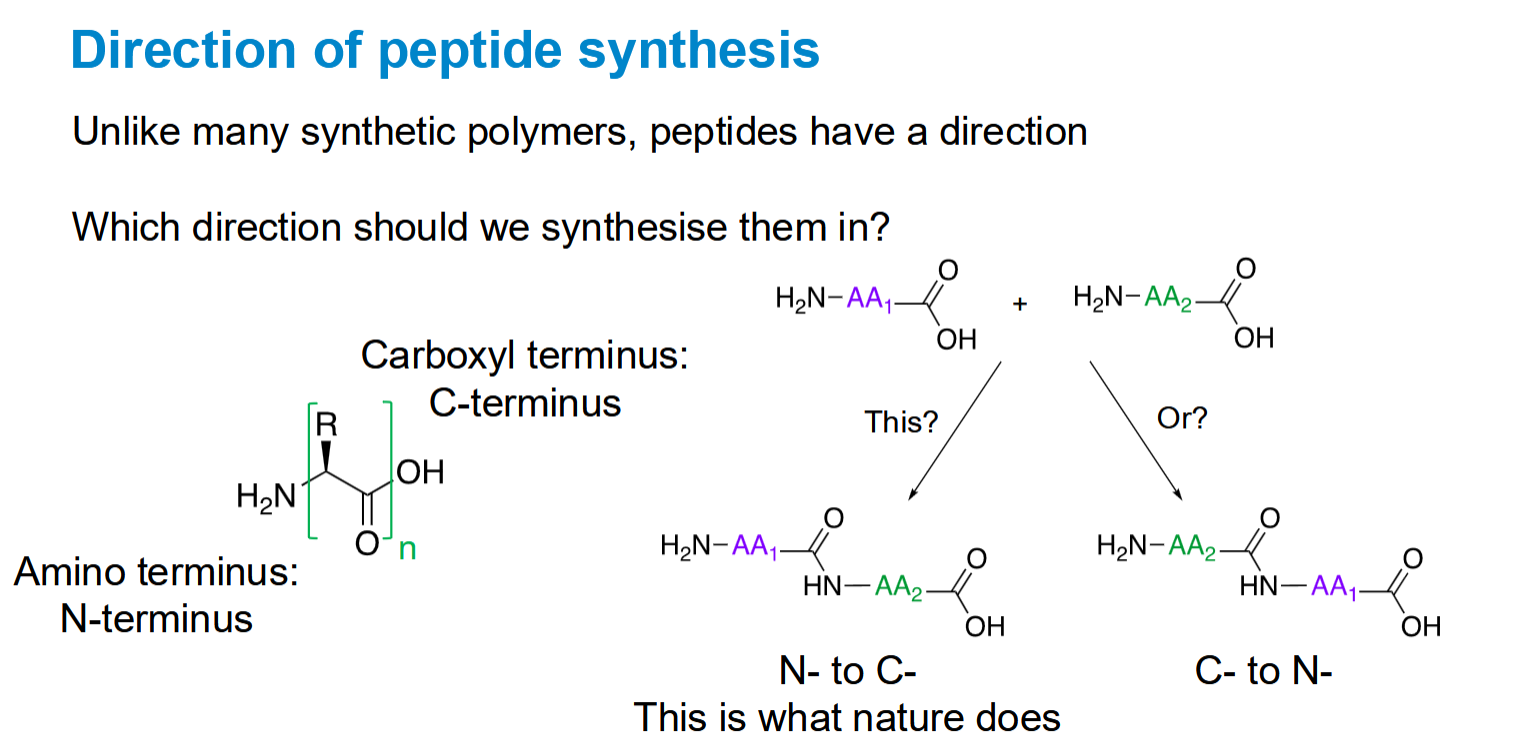 <p>synthetically is C- to N-</p>