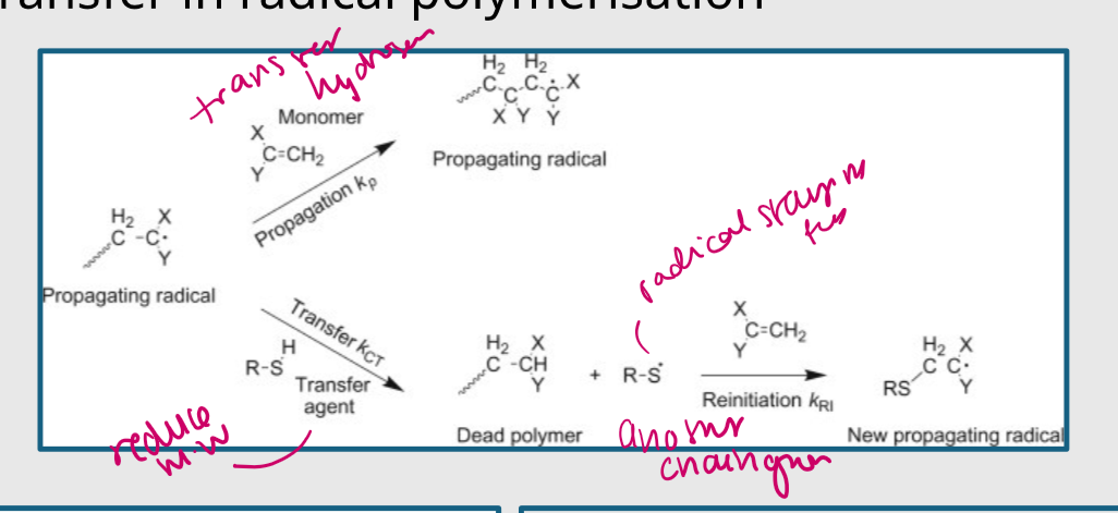 <p>in chain transfer a new radical is born</p><p>P• + X-H → P-H + X•</p><p>then X becomes radical</p>
