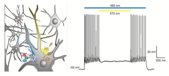<p>• In RP, the outer retina (photoreceptors) degenerates first<br>• The inner retina (bipolar cells, RGCs) often remains relatively intact<br>• Optogenetics aims to restore light sensitivity by making inner retinal neurons photosensitive, bypassing lost photoreceptors</p>
