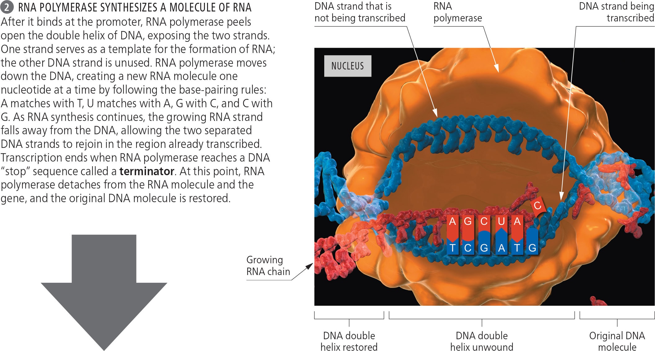 <p>After RNA polymerase binds at the promoter, it ____ open the double helix of ____. One strand serves as a template for the formation of ____; the other is unused. </p>