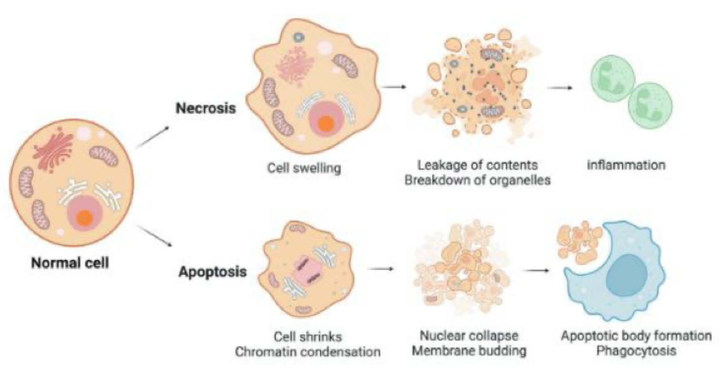 <p><strong>Apoptose</strong> er en <strong>aktiv, reguleret og kontrolleret</strong> form for celledød, mens <strong>nekrose</strong> typisk er en <strong>ukontrolleret, skadesbetinget</strong> celledød.</p>