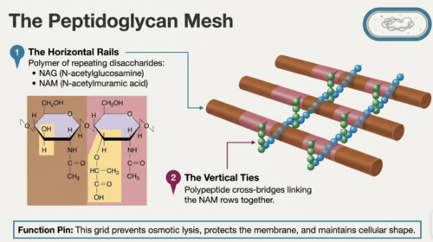 <p>The major component of bacterial cell walls consisting of alternating NAG and NAM molecules linked by peptides.</p>