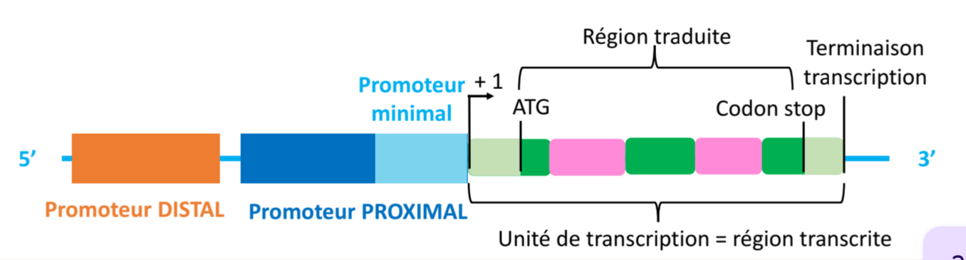 <p>Il peut être situé à des milliers de bases, voire en aval du gène, et fixe des facteurs de transcription spécifiques.</p>