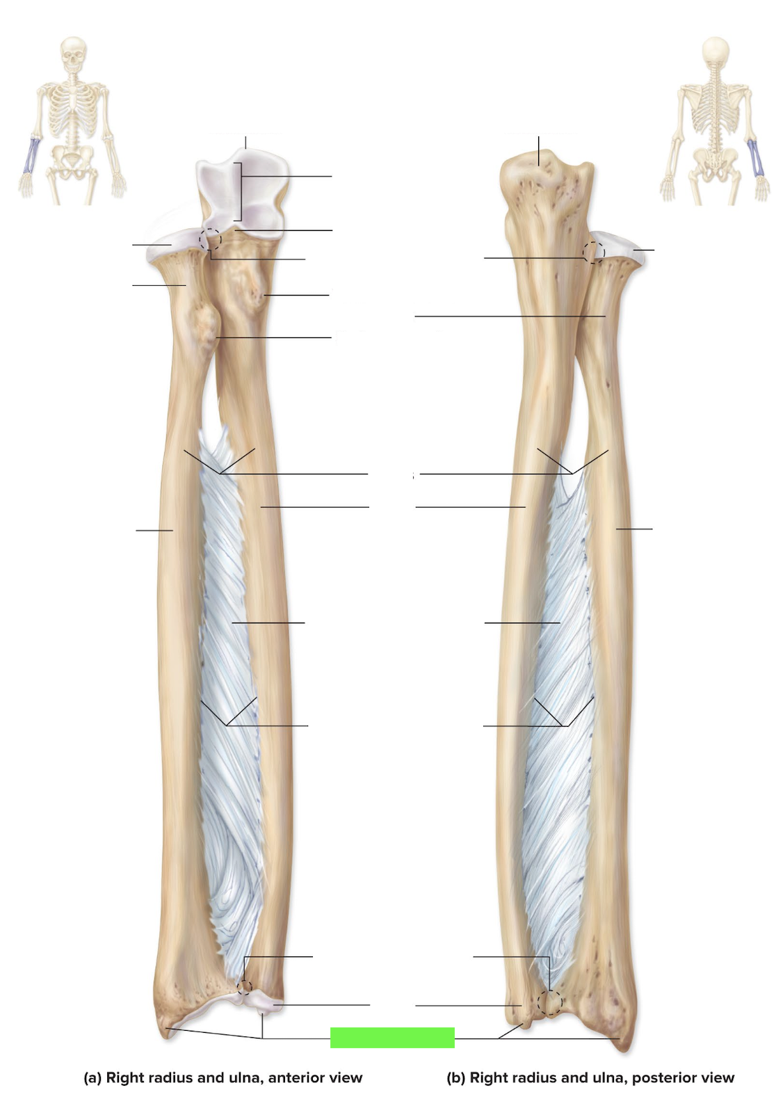 <p>U</p>