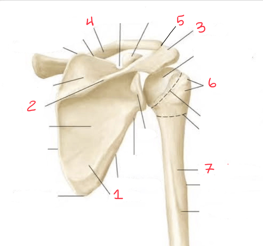 <p>7.</p>