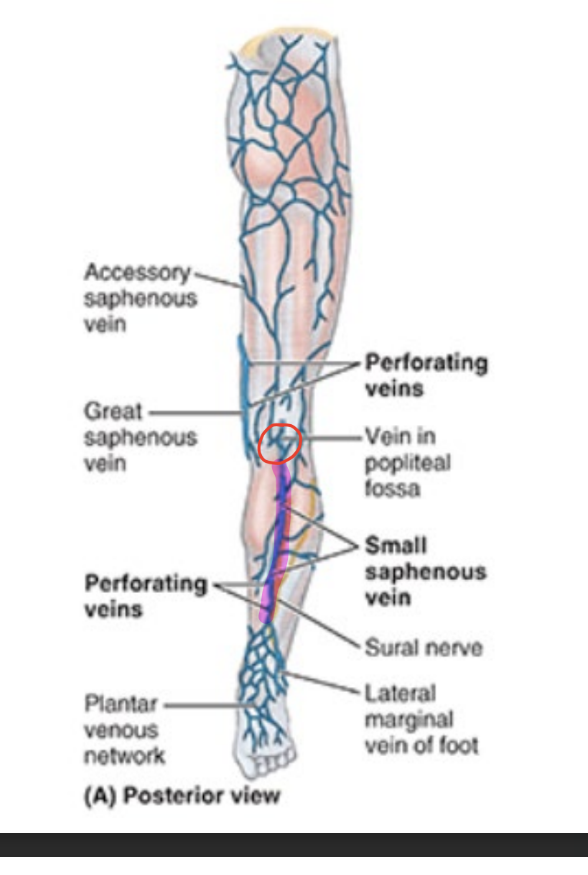 <ul><li><p>superficial to deep fascia</p></li><li><p><strong>small saphenous vein</strong></p><ul><li><p>arises from <strong>lateral </strong>side of foot</p></li></ul></li><li><p>penetrates deep fascia midway up leg & ascends between heads of gastrocnemius muscle</p></li><li><p><strong>empties into popliteal vei</strong>n in popliteal fossa</p></li></ul><p></p>