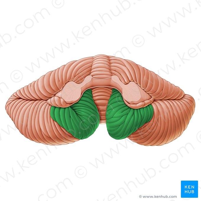 <p>big bumps on posterior side of cerebellum</p>