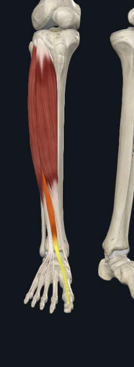 <p>where does this muscle distally attach?</p>