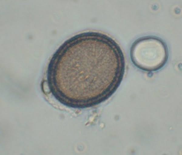 <p>Taeniidae</p>