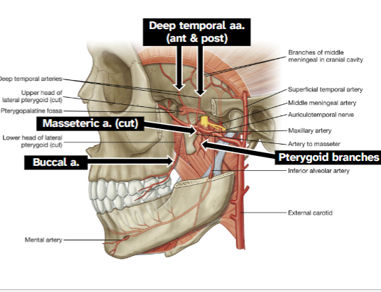 <p>Move superiorly, deep to temporalis</p>
