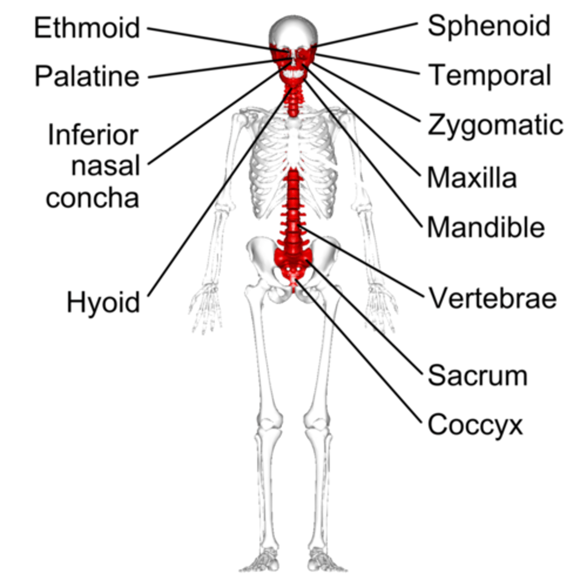 <p>vertebrae; sacrum; pelvis</p>