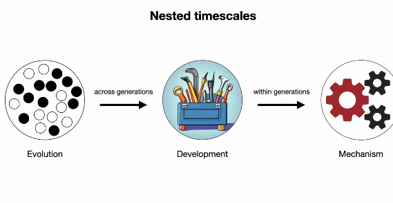 <p></p><ul><li><p>via natuurlijke selectie </p></li><li><p>dat leidt <strong>over </strong>generaties heen tot die ontwikkelings mechanisme (toolkit)</p></li><li><p>die ontwikkelings mechanisme produceren <strong>binnen </strong>generaties dan bijvoorbeeld cognitieve mechanisme </p></li><li><p>die zorgen voor de causatie in het hier en nu (relevant??)</p></li></ul><p></p>