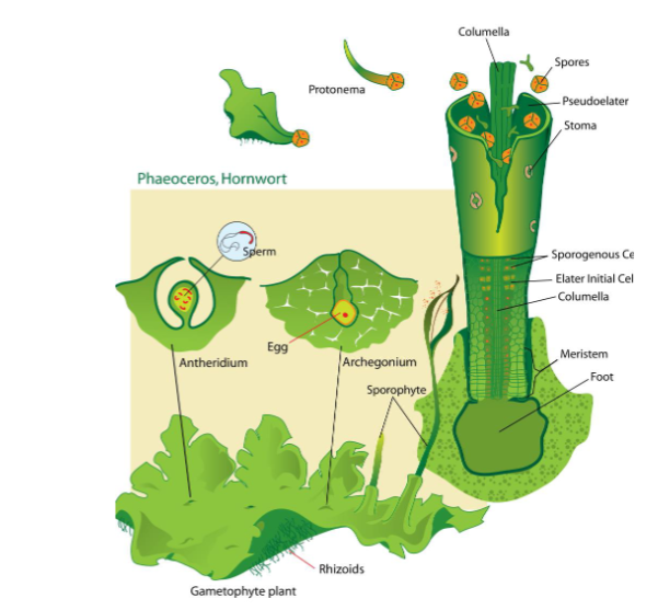<p>Basal Meristem</p>