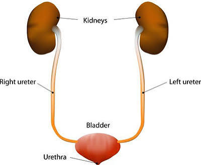 <p>What are the parts of the urinary system?</p>