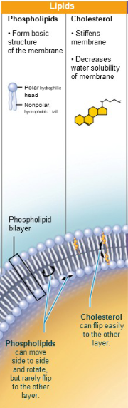 <p>Lipid bilayer is made of up<br>-75% of phospholipids:<br>—phosphate heads: polar (charged, hydrophilic)<br>—fatty acid tails: nonpolar (no charge, hydrophobic)<br>-Cholesterol: increases membrane stability, stiffens and decreases permeability</p>