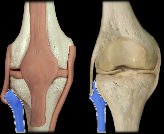 <p>anterior</p>