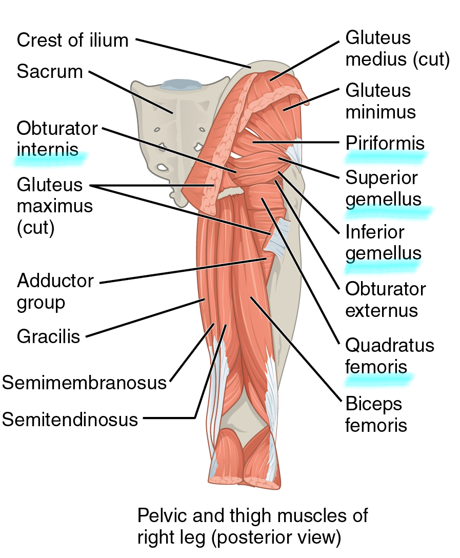 <p>gluteus minimus</p>