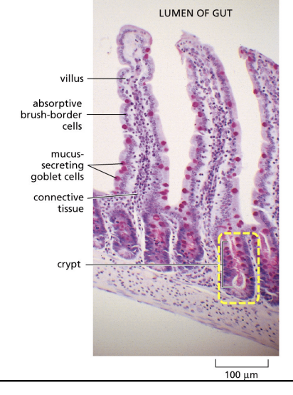 <p>project into the intestinal lumen</p>