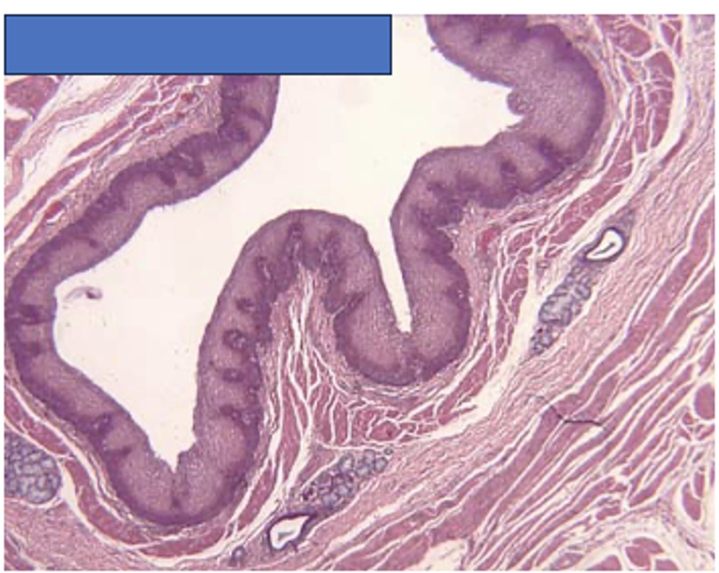 <p>Identify the organ</p>