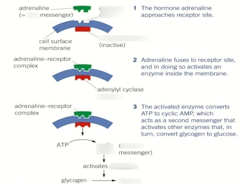 <p>Both glucagon and adrenaline act via a second messenger</p><p>How adrenaline causes glycogenolysis:</p><p>1) Adrenaline approaches receptor site on liver cell</p><p>2) Adrenaline attaches to receptor site, and so activates the enzyme adenylate cyclase inside the membrane</p><p>3) The activated adenylate cyclase converts ATP to cyclic AMP (cAMP) which acts as a second messenger that activates the enzyme kinase A</p><p>4) Kinase A activates a chain of reactions that breaks down glycogen to glucose (glycogenolysis)</p>