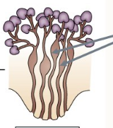 <p>Describe this set up and state the species ti belongs to</p>