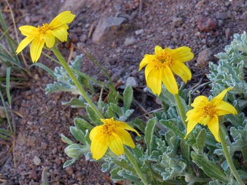 <p>Eriophyllum lanatum</p>