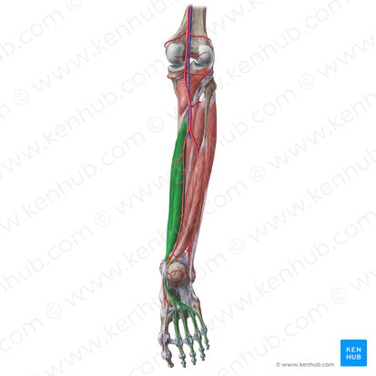 <p>What muscle is this?</p>