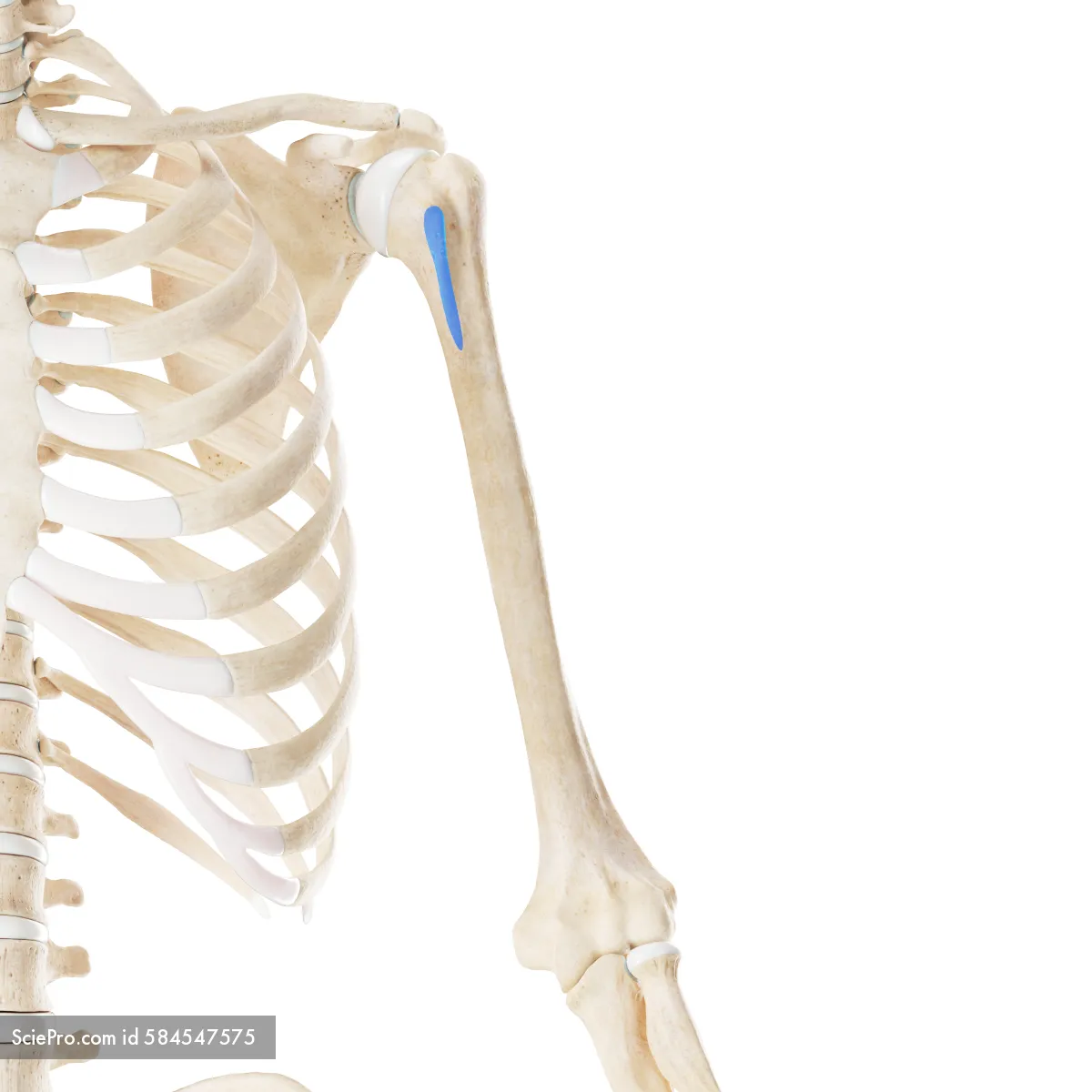 <p>smaller and located more medial to the head</p>