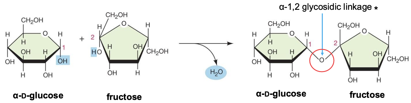 <p><em>A disaccharide is produced from the condensation of two</em></p><p class="p1"><em>monosaccharides</em></p><ul><li><p class="p1">eg. maltose, lactose, sucrose</p></li></ul><ul><li><p class="p1">ether functional group but glycosidic is specific to carbs</p></li></ul><p></p>