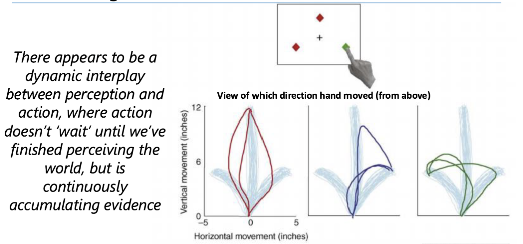 <p>my visual system perceives the world and as soon as I notice the stimuli appear, I begin moving my hand. There is a dynamic interaction between my visual system and accumulating evidence about where the items are and what they are and the motion of my hand.</p>