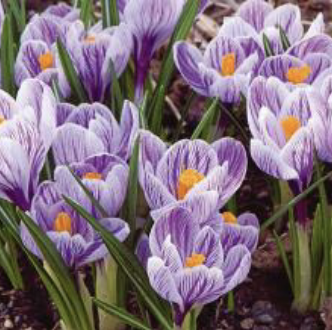 <p>Crocus (white and purple)</p>