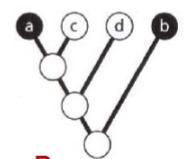 <p>taxa independently evolve the same trait</p>