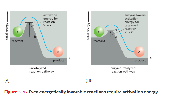 <p>they reduce activation energy to increase the rate of spontaneous rxns</p><ul><li><p>enzyme doesn’t change delta G (free energy diff btwn product and reactant)!</p></li></ul><p></p>
