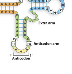 <p>contains the anticodon, interacts with mRNA sequence</p>
