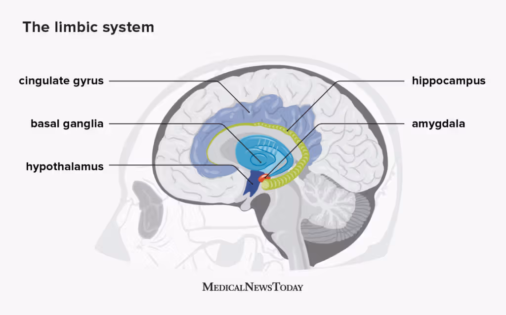<p>A limbic system structure wrapped around the thalamus that produces dopamine and controls the sequencing of actions, habit learning, and language pattern learning</p>