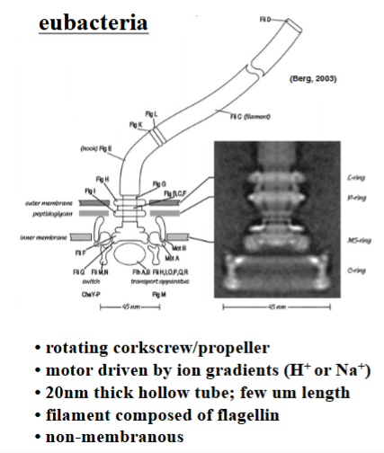 <p><span style="background-color: transparent;"><strong>Eubacterial Flagella</strong></span></p>