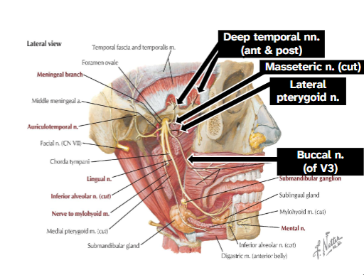 <p>Masseteric nerve</p><p>→ Motor to masseter m.</p><p>→ Sensory to TMJ</p><p>Deep temporal nerves</p><p>→ Motor to temporalis m.</p><p>Nerve to lateral pterygoid</p><p>→ Motor to lateral pterygoid</p><p>Buccal nerve</p><p>→ Sensory to skin of cheek and nearby</p><p>gums</p>