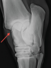 <p>Which radiographic view is this?</p>