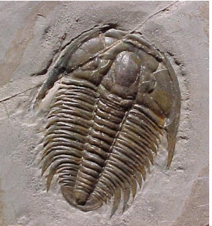 <p>what phylum of anthropods is extinct and known for their 3 lobed body with 1 pair of antenae?</p>