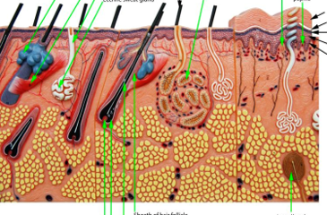 <p>Label the skin model.</p>