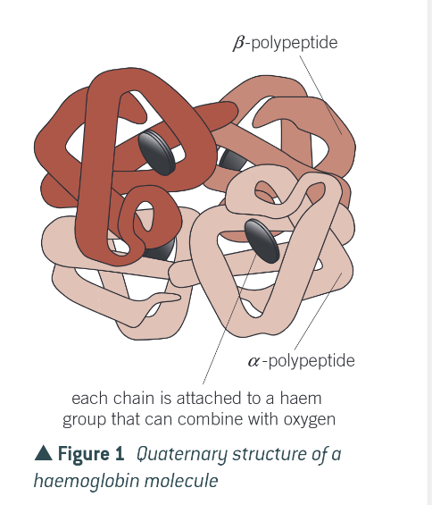 <ul><li><p>in which all 4 polypeptides are linked together to form an almost spherical molecule. </p></li><li><p>each polypeptide is associated with a haem group, which contains Fe2+ (ferrous) ion</p></li><li><p>each Fe2+ ion can combine with a single O2 molecule, making a total of 4 O2 molecules that can be carried by a single haemoglobin molecule in humans</p></li></ul><p></p>