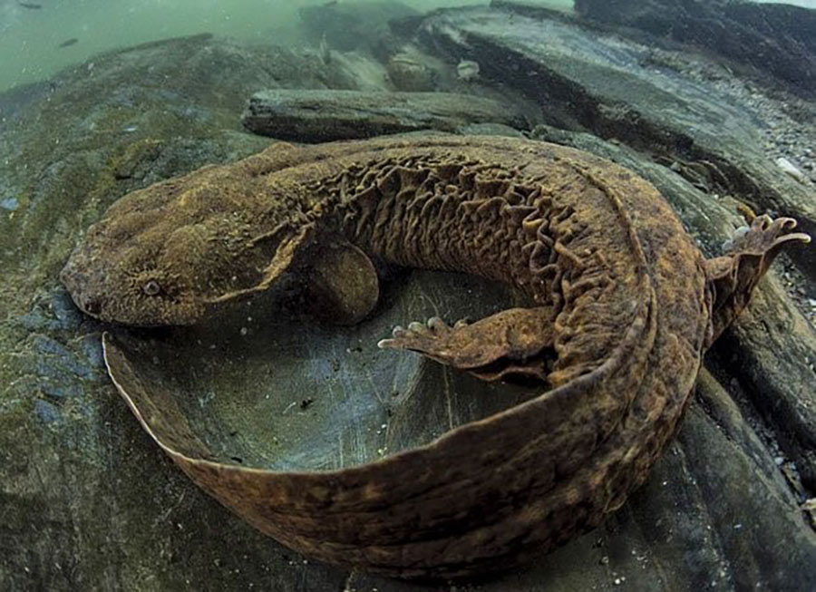 <p>large salamander with keeled tail and broad flat head</p>