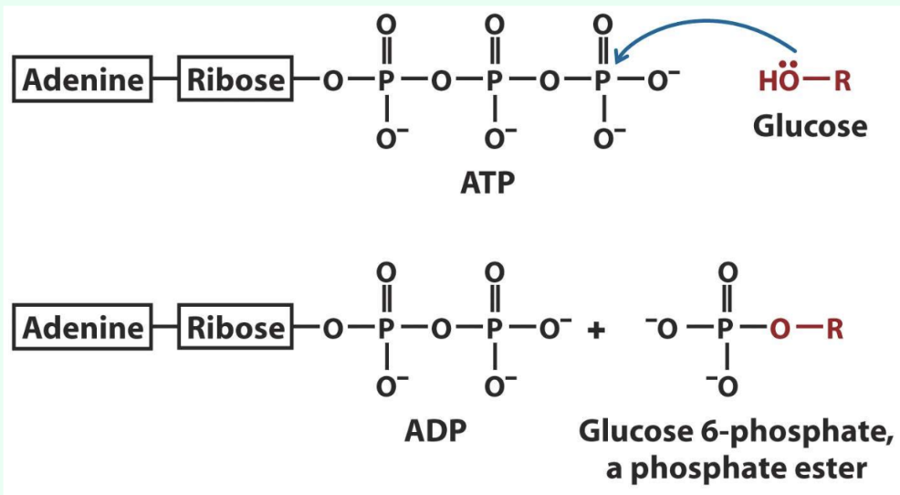 <p>What is phosphoryl transfer?</p>