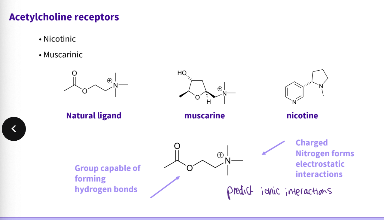 <ul><li><p>nicotinic, muscarinic </p></li></ul><p></p>