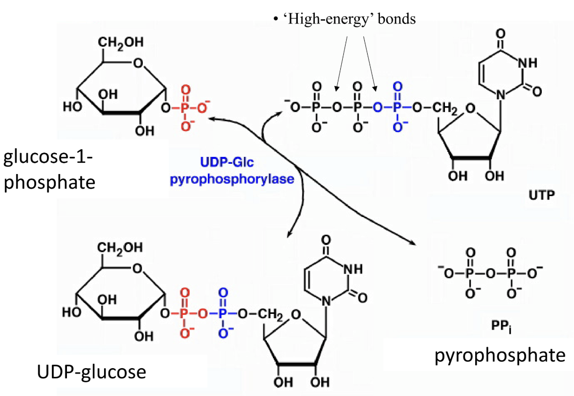 <p>What activated glucose donor is used in glycogenesis?</p>
