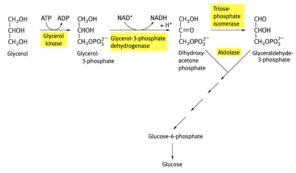 <p>1) Glycérol → glycérol-3-P (glycérol kinase)</p><p>2) Glycérol-3P + NAD → dihydroxyacétone phosphate (glycérol-3-P déshydrogénase, par oxydation)</p><p>3) Dihydroxyacétone P → glycéraldéhyde-3-P (triose-phosphate isomérase, par isomérisation)</p><p>4) Dihydroxyacétone P + glycéraldéhyde-3-P → G6P → Glucose </p>